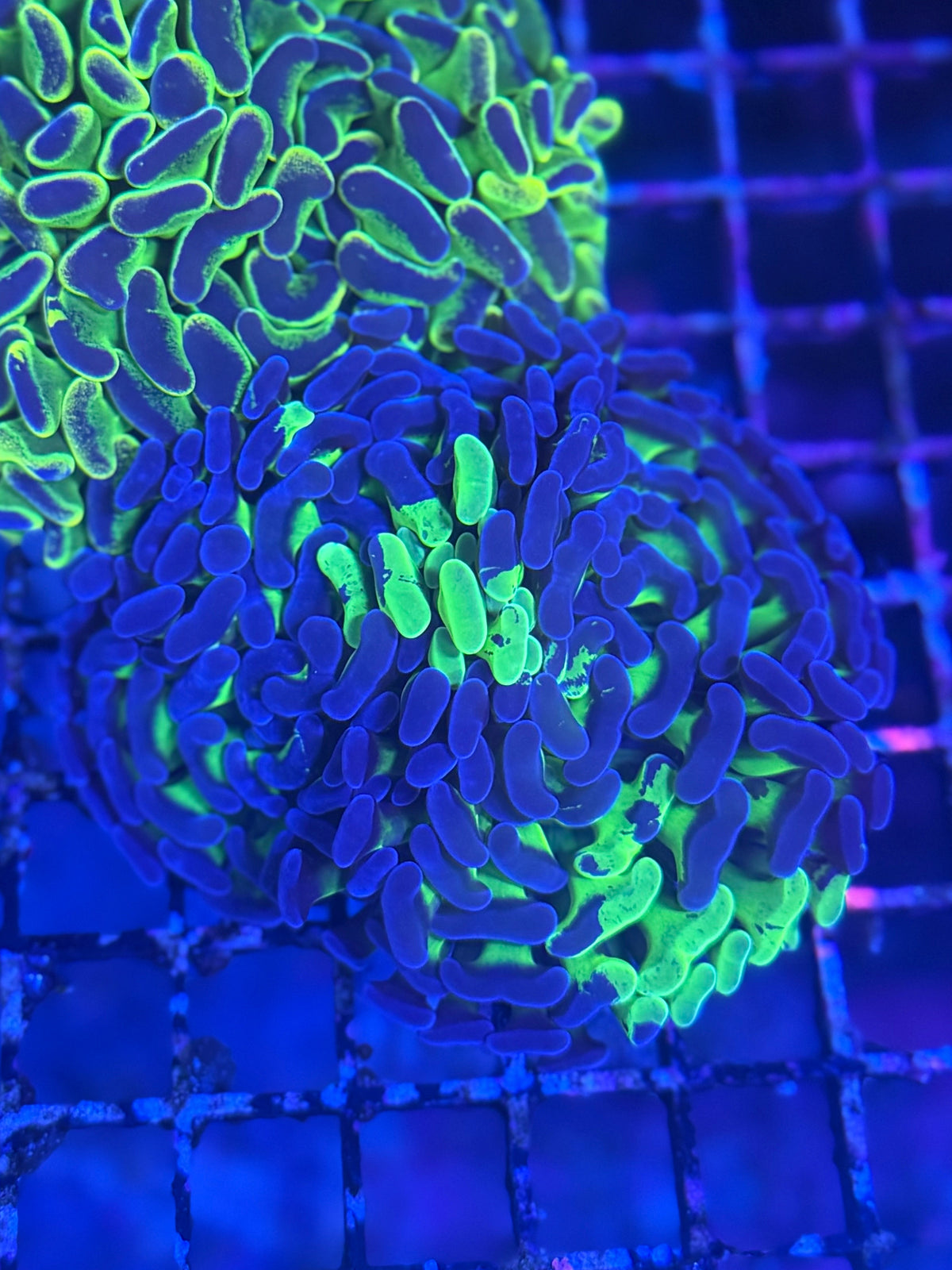 Ultra Splatter Graft Aussie Hammer - 2 Heads