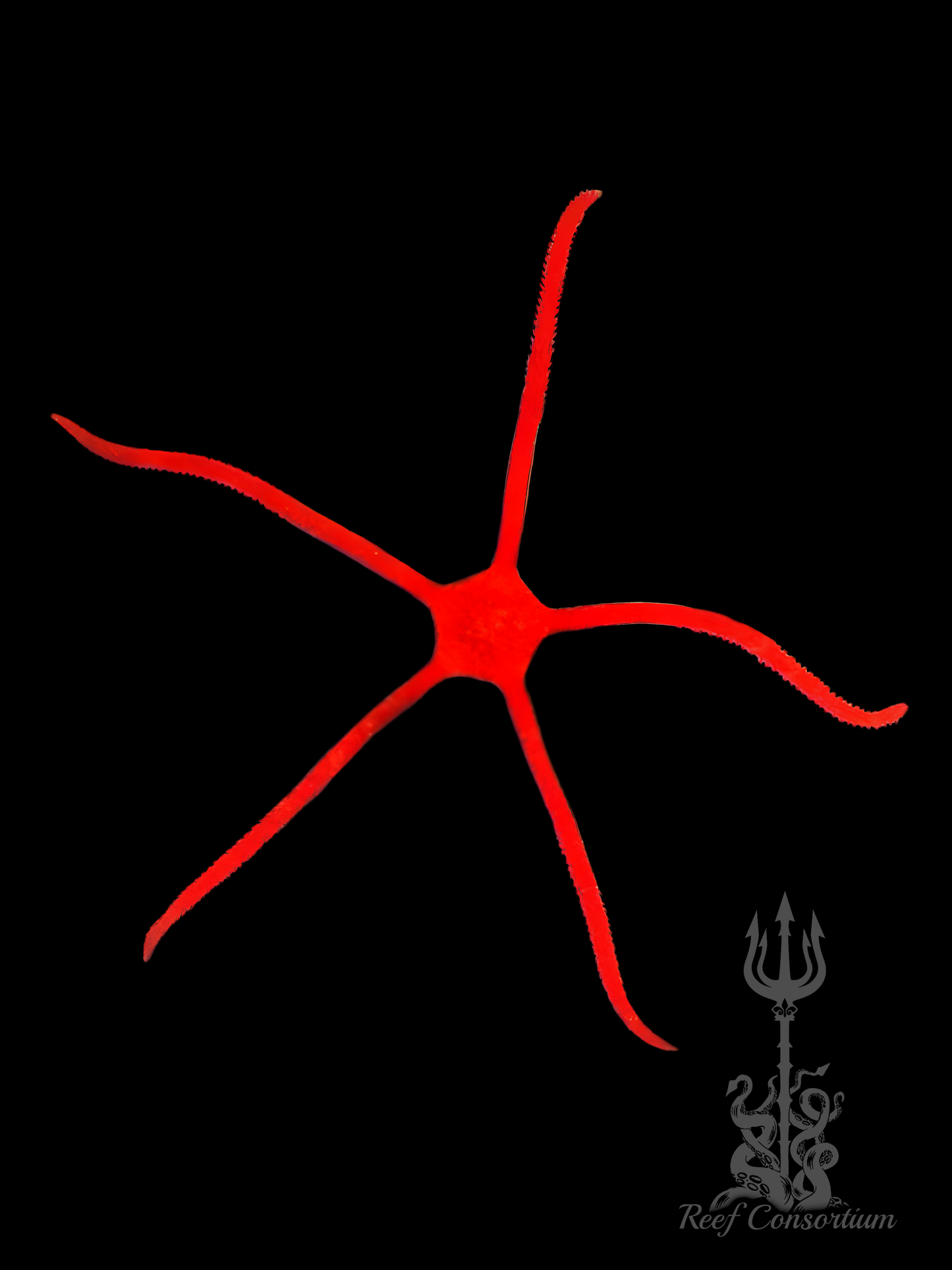 Red Serpent Starfish