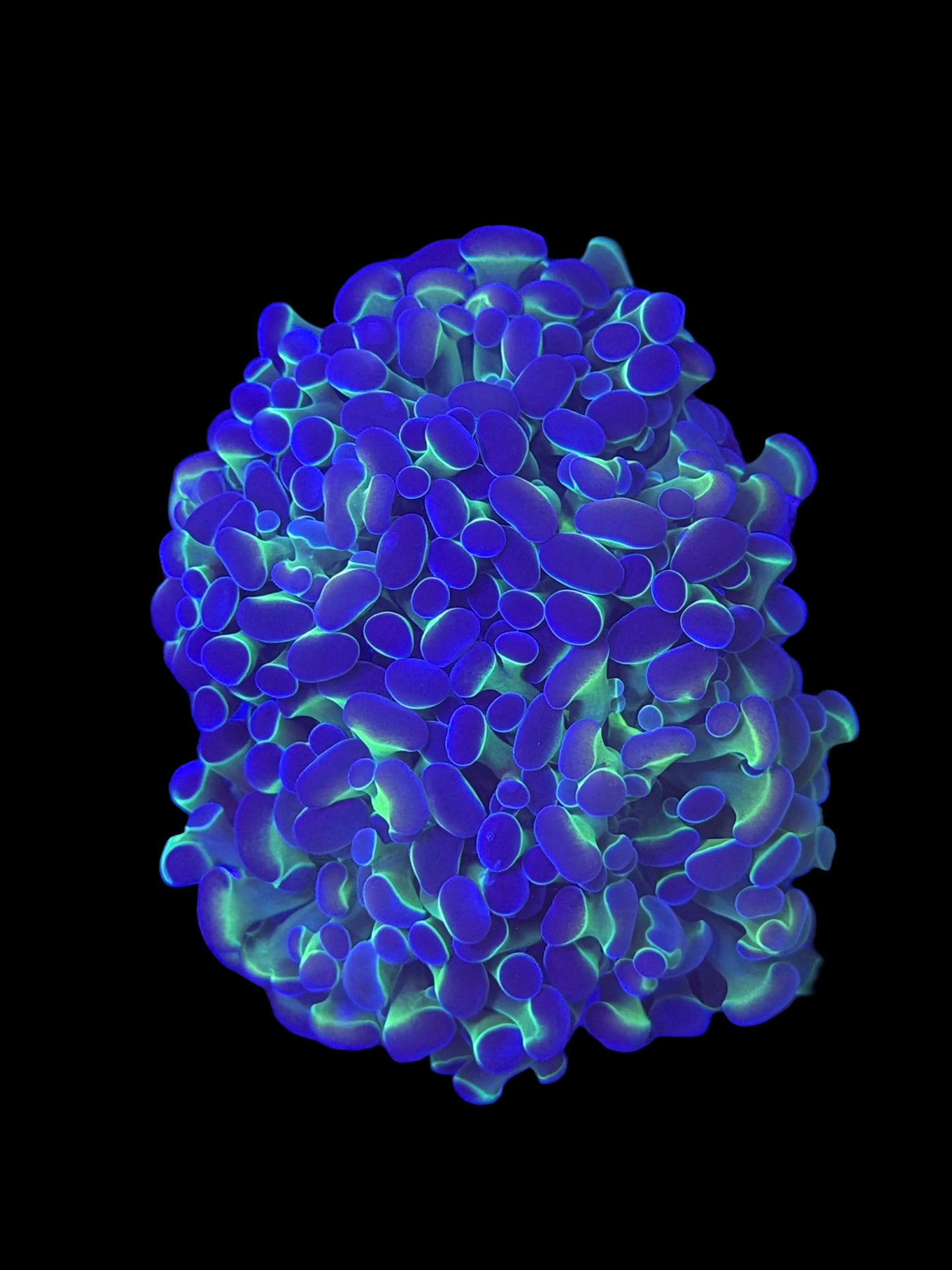Hologram Branching Hammer - Mini Colony