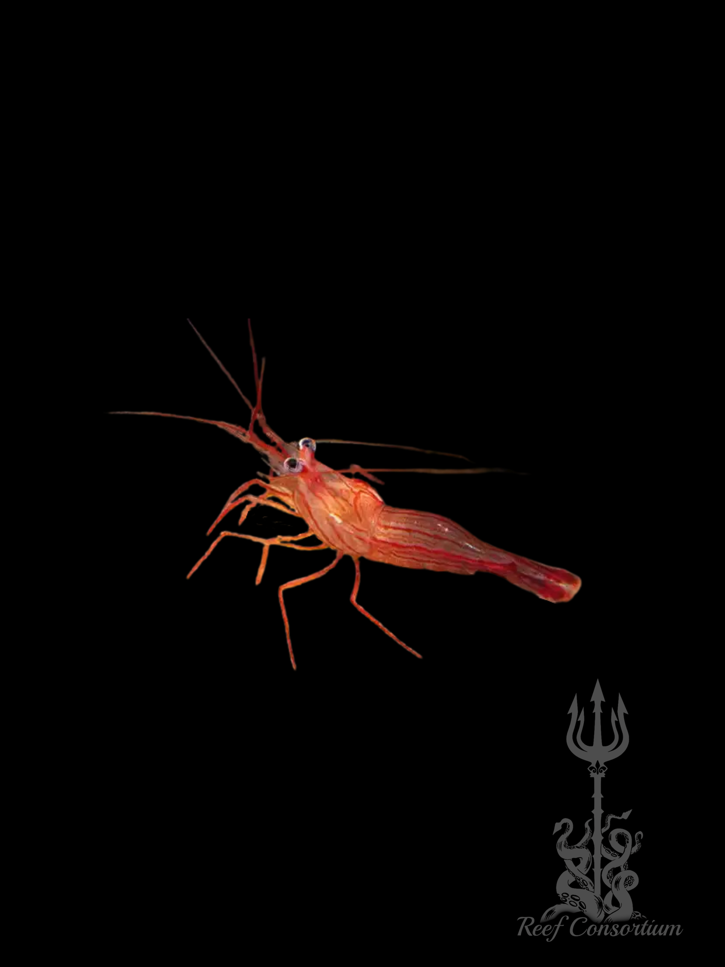 Peppermit Shrimp