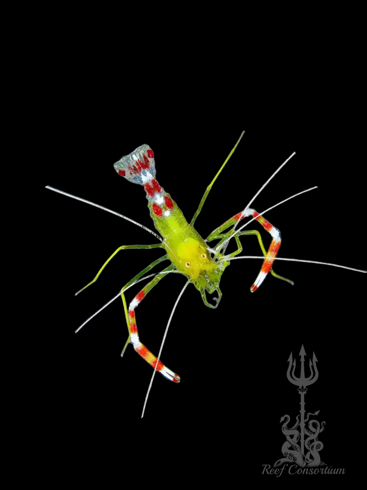 Gold Coral Banded Shrimp