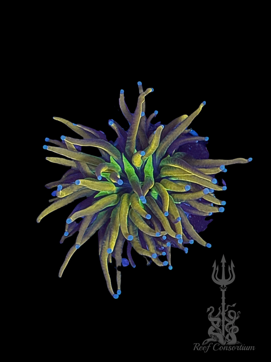 Variegated Tiger Knicks Torch