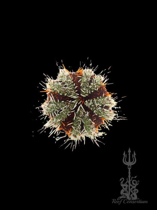 Halloween Urchin