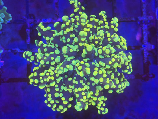 Yellow Octospawn Yaeyamaensis