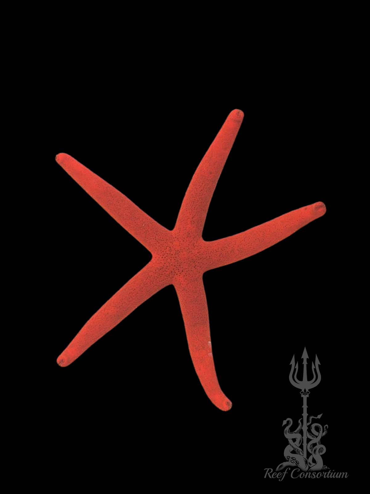 Orange Linckia Starfish