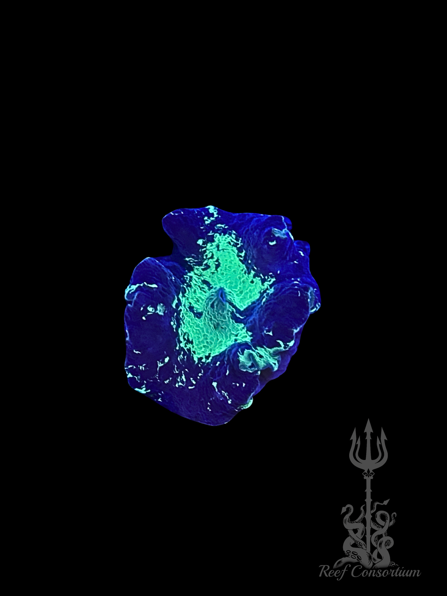 Kryptonite Jawbreaker Mushroom