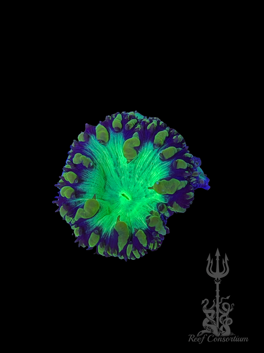 Neon Tiger Blasto