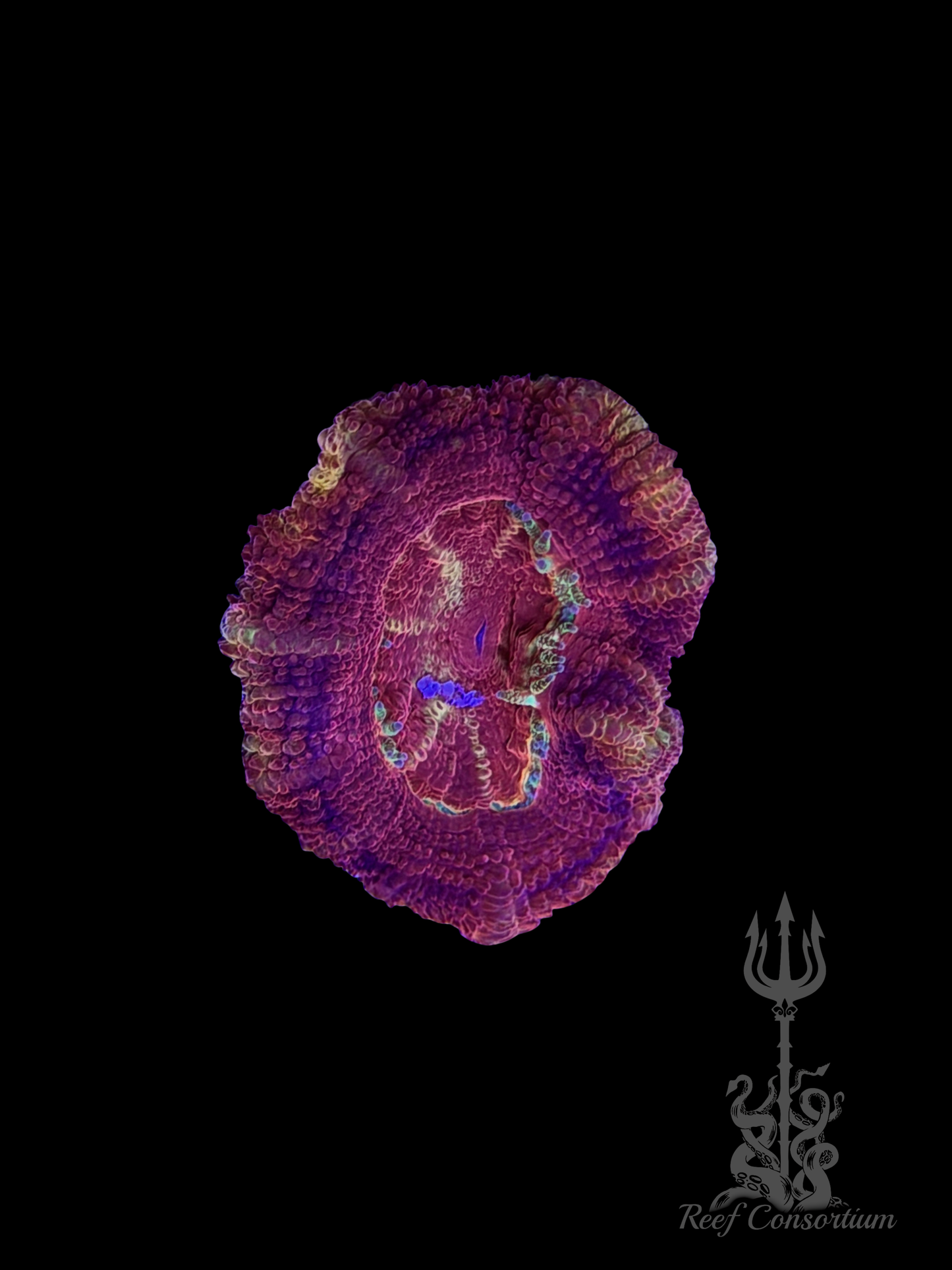 Maroon-Gold Asian Acan