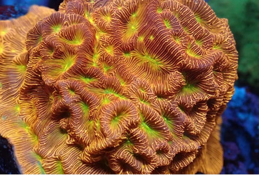 Jack-o'-Lantern Leptoseris Frag