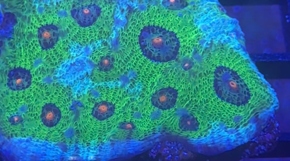 Alien Eye Chalice Mini Colony