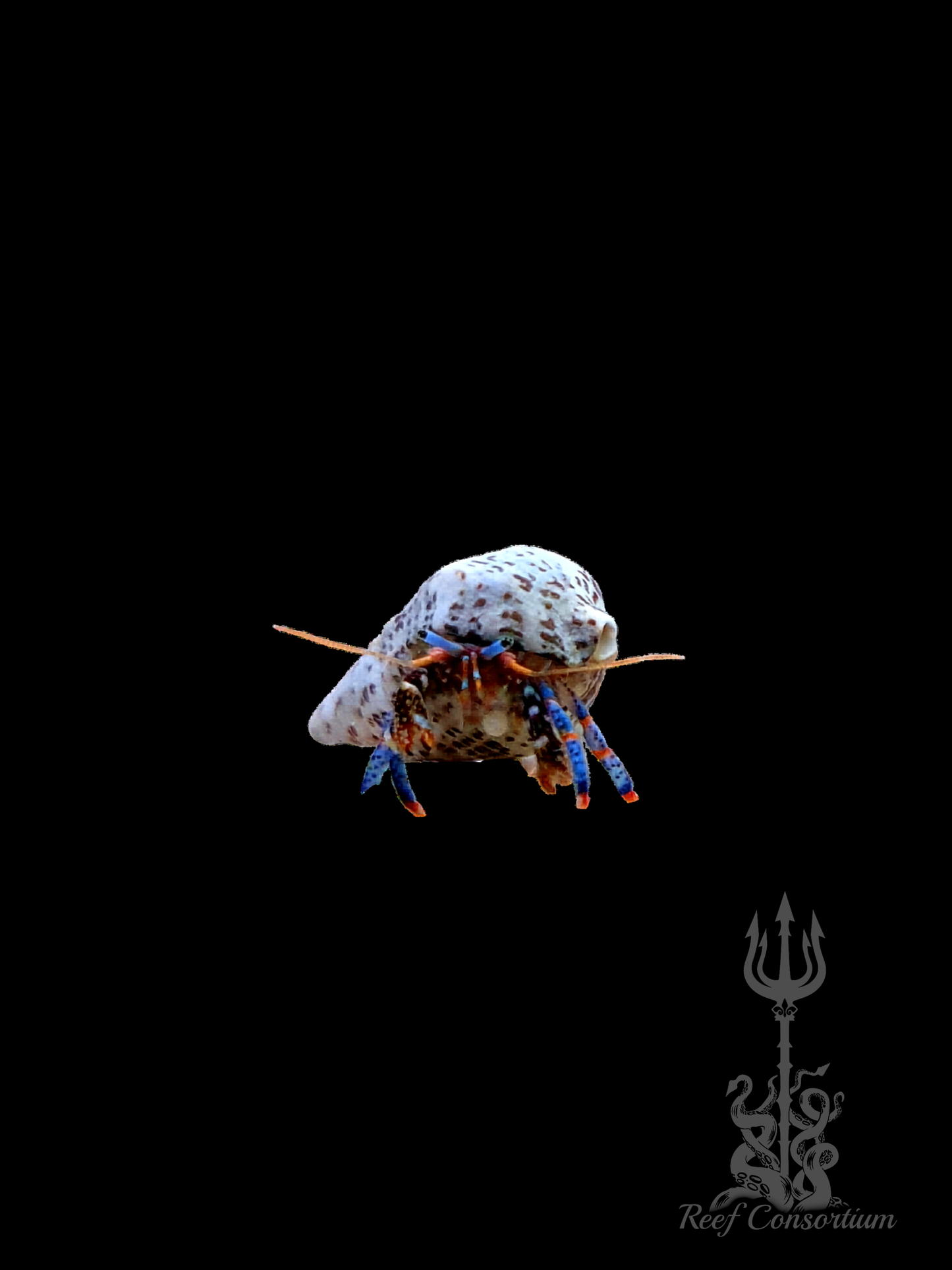 Blue Leg Hermit Crab