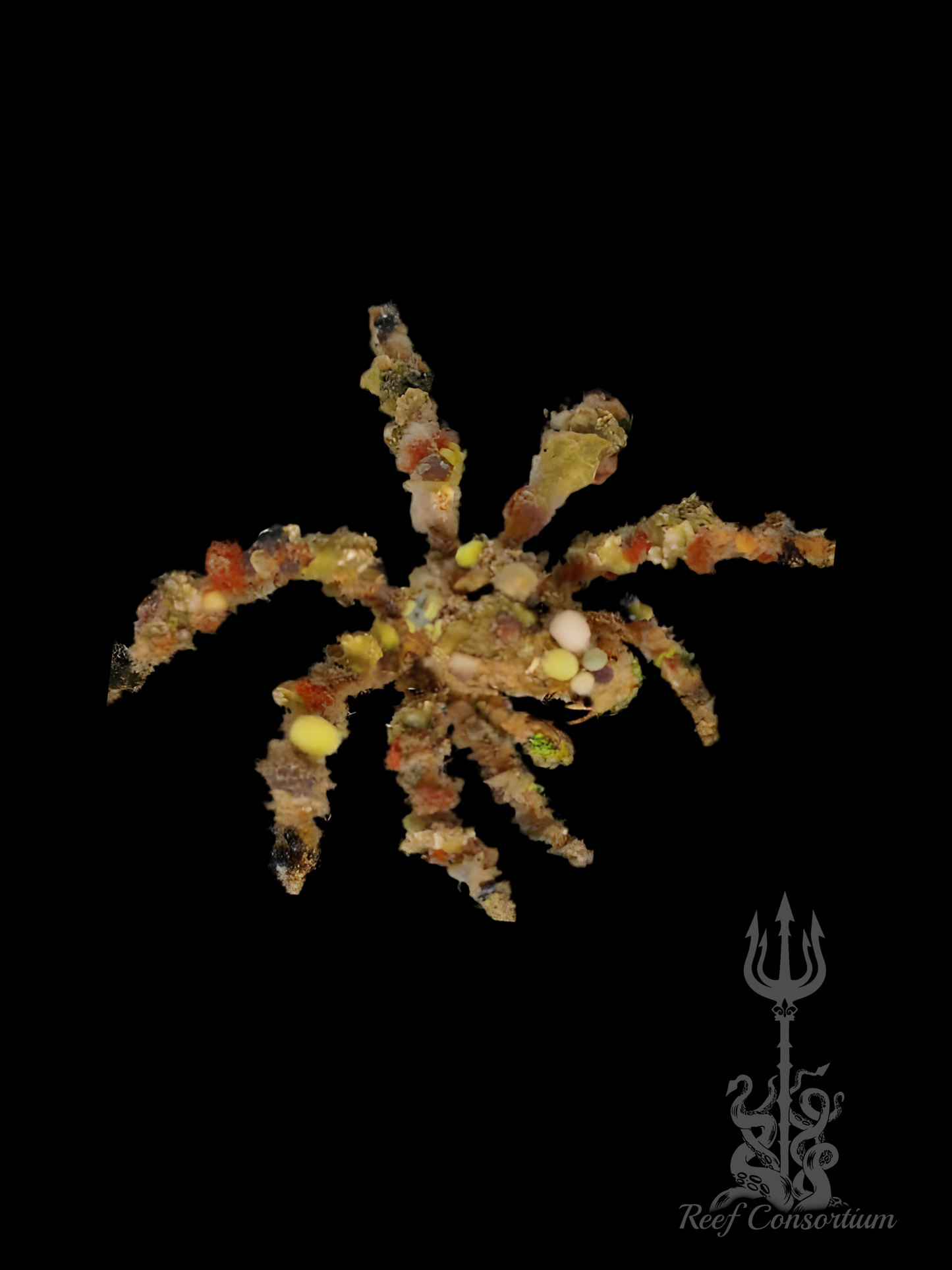 Spider Decorator Crab