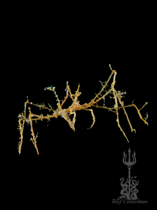 Frilly Arrow Crab