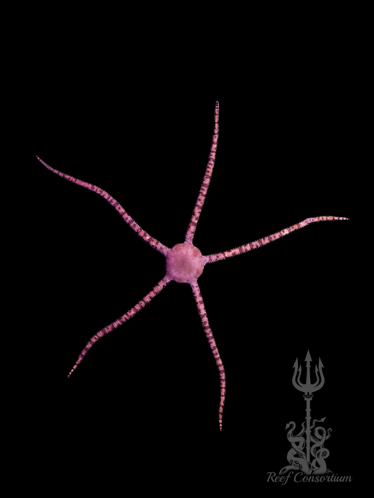 Banded Serpent Starfish