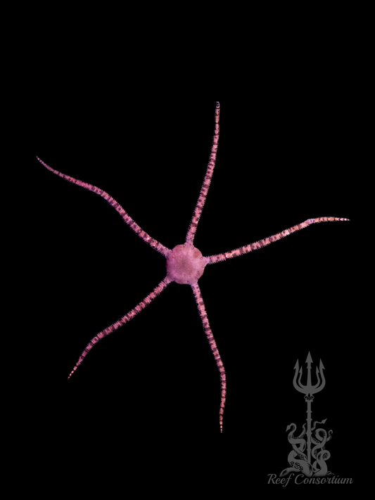 Banded Serpent Starfish