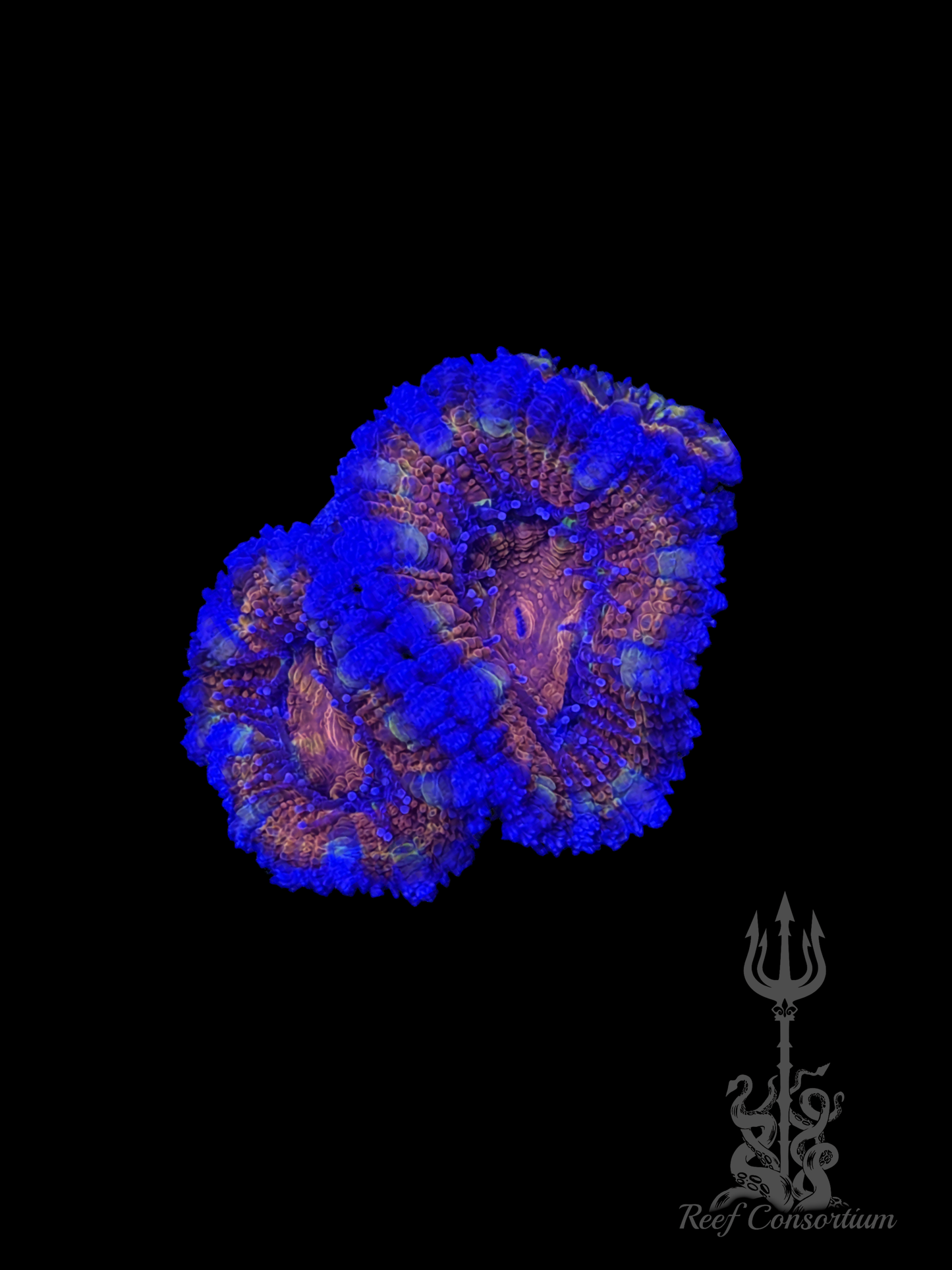 Rainbow Acan Lord