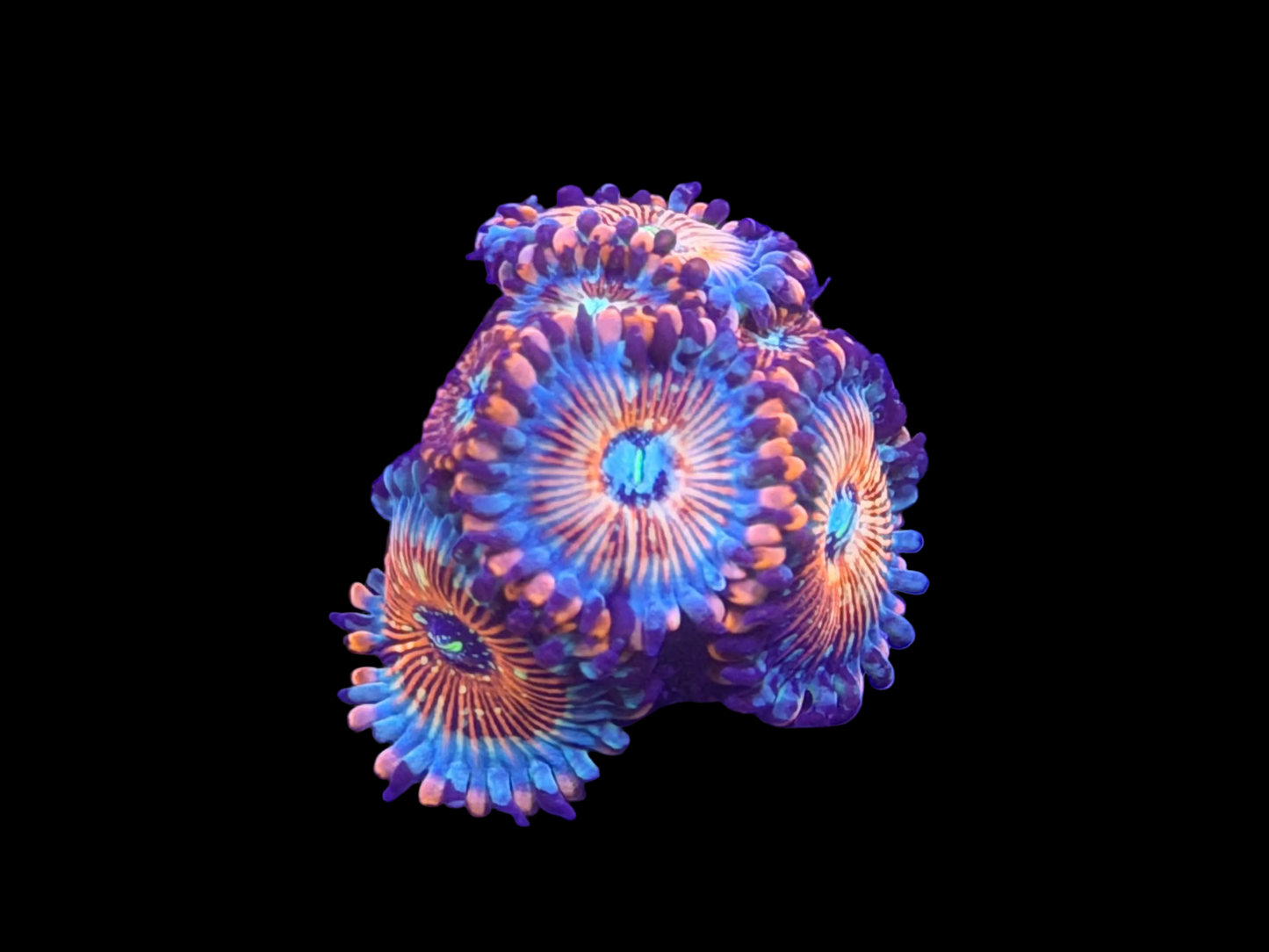 3-4p White Zombie Zoanthid