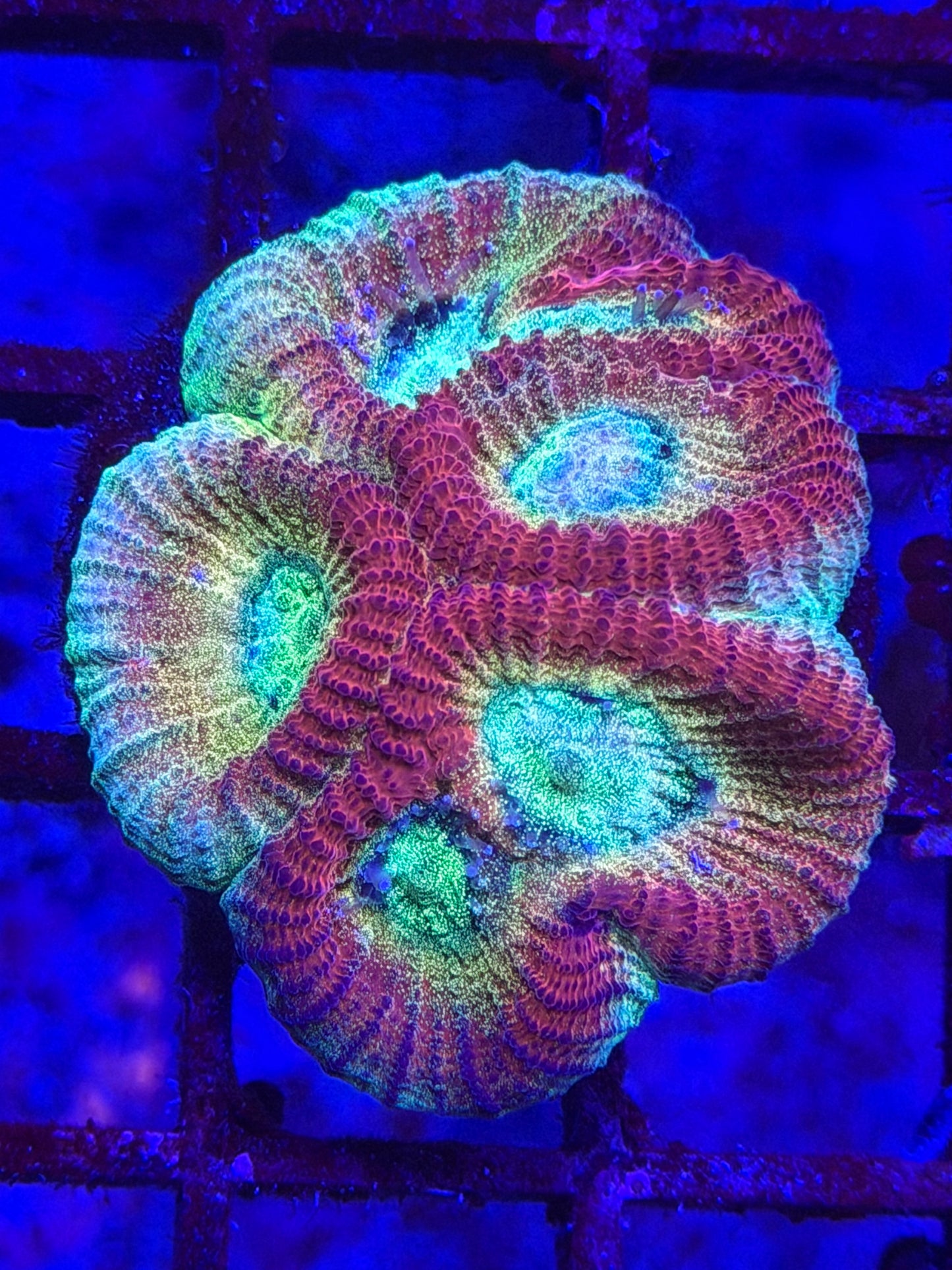 Rainbow Glitter Favia