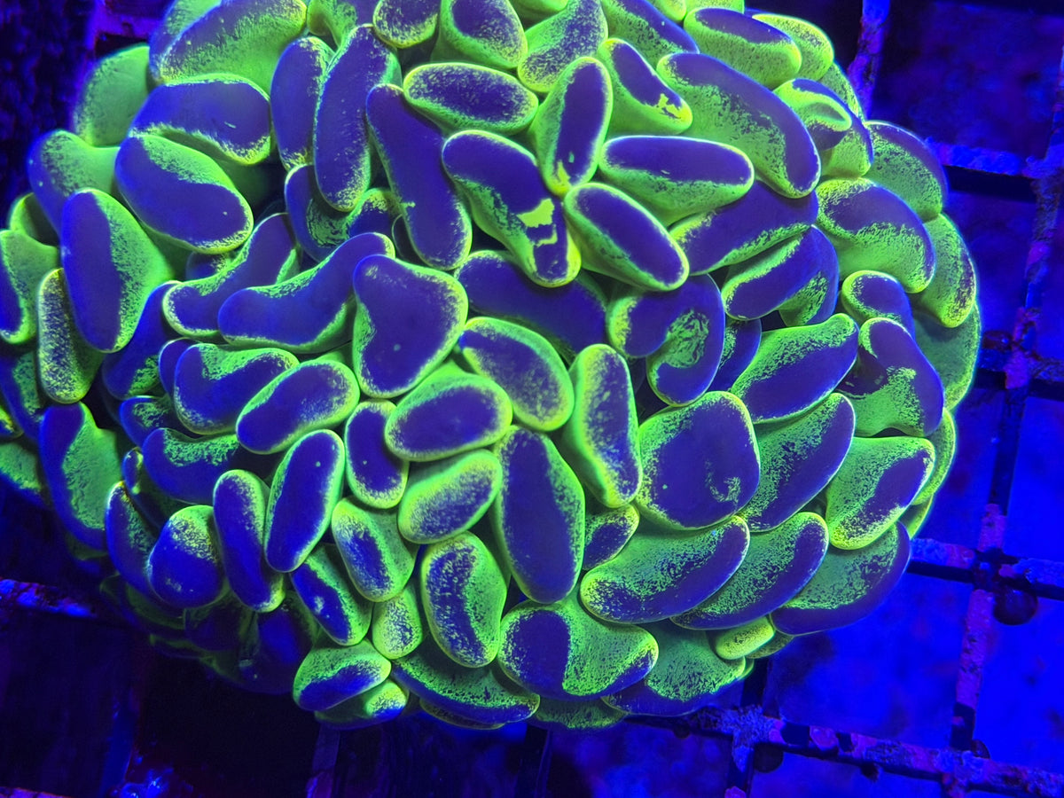 Ultra Neon Paint Dip Splatter Aussie Hammer - Fathead