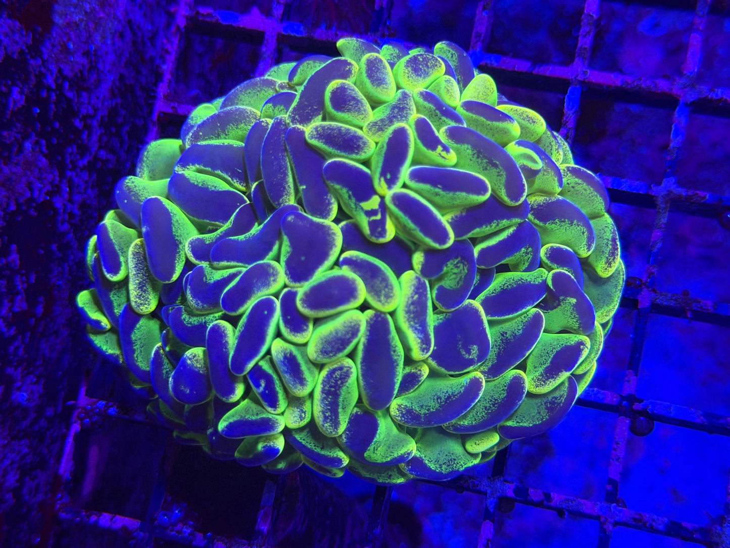 Ultra Neon Paint Dip Splatter Aussie Hammer - Fathead