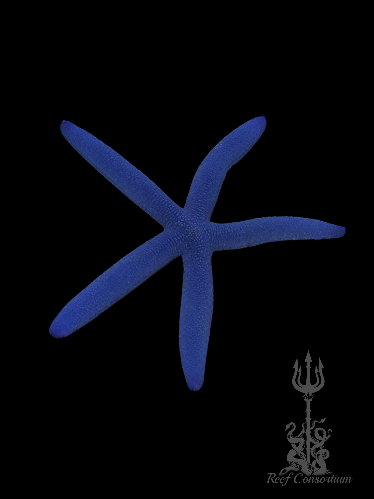 Blue Linckia Starfish