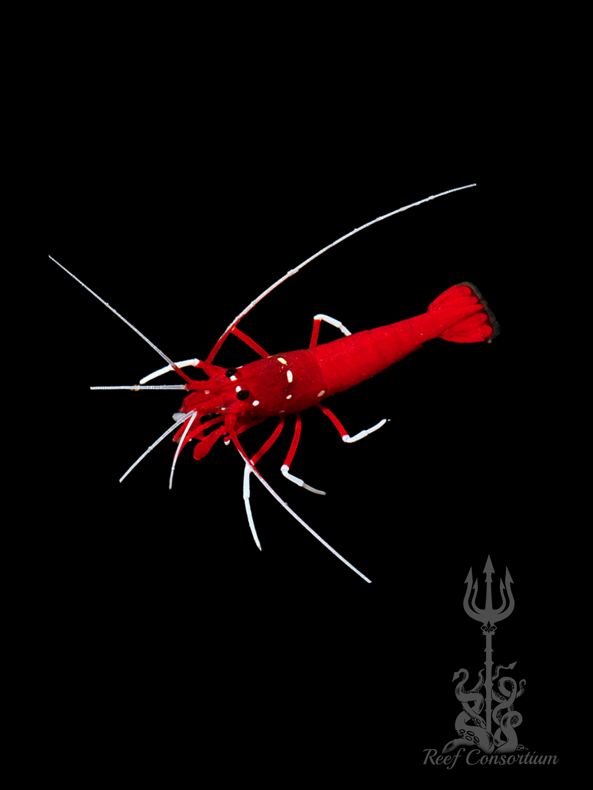 Blood Red Fire Shrimp