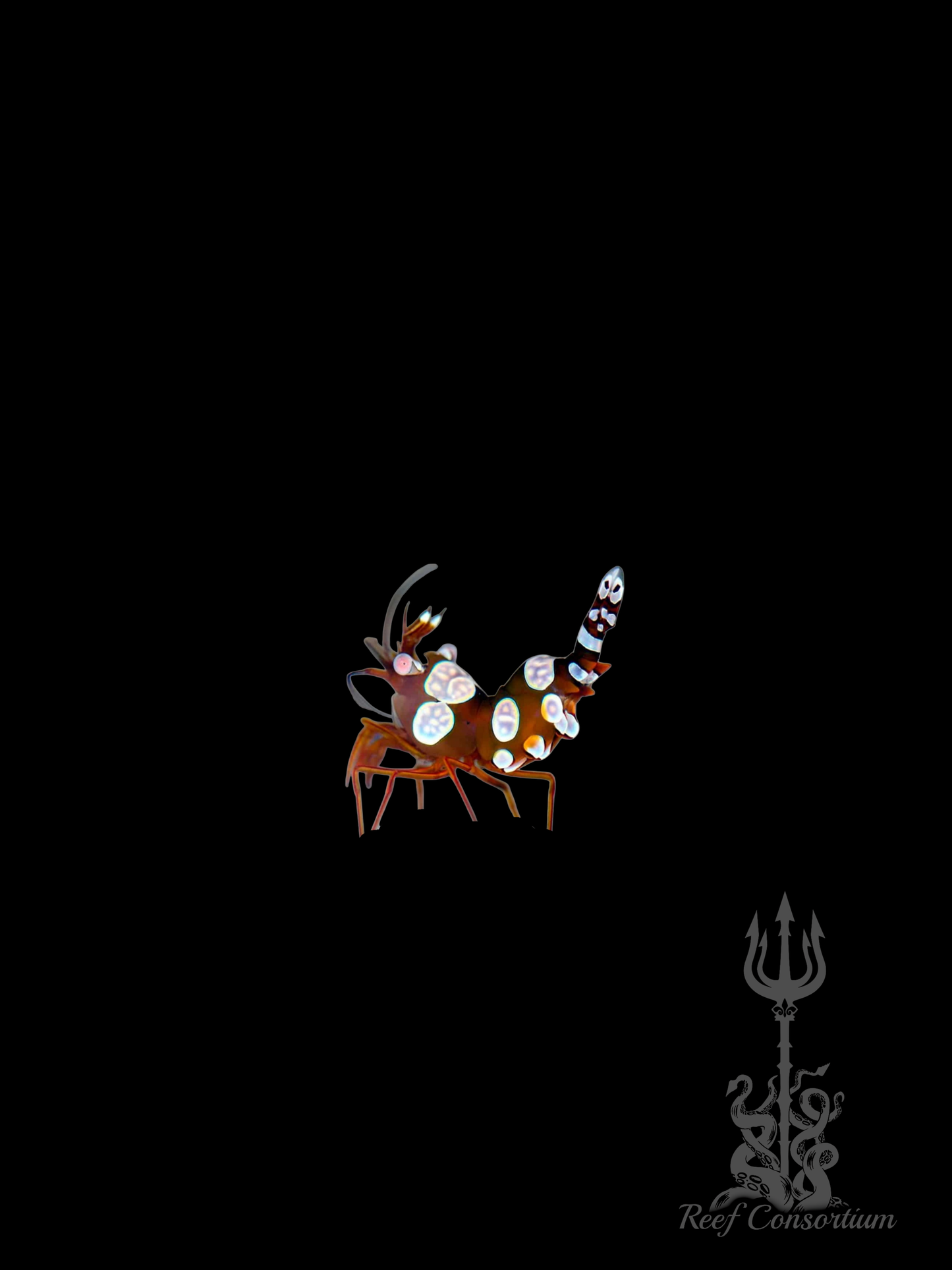 Sexy Shrimp