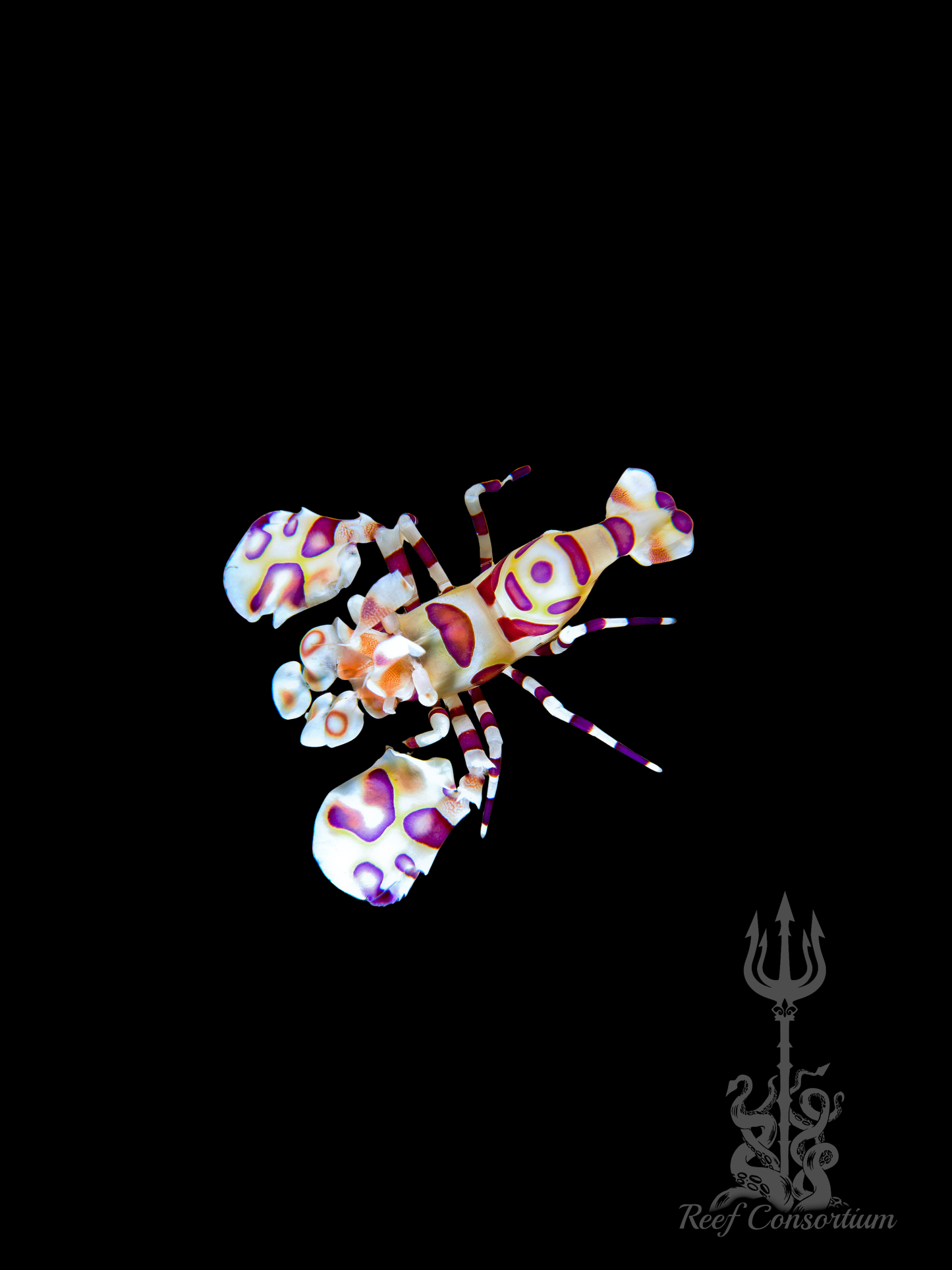 Harlequin Shimp