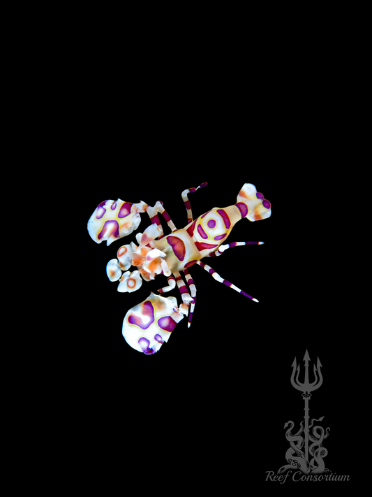 Harlequin Shimp