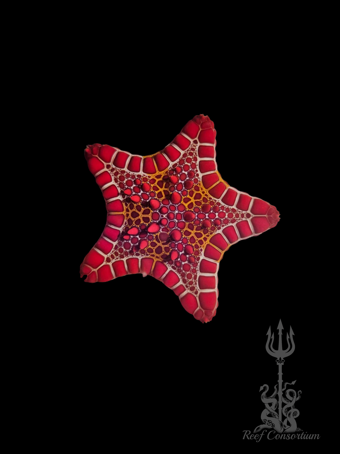 Red Biscuit Starfish