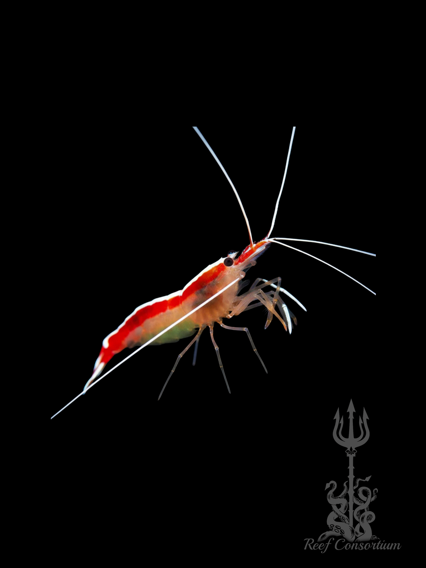 Skunk Cleaner Shrimp