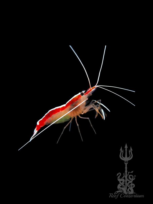 Skunk Cleaner Shrimp