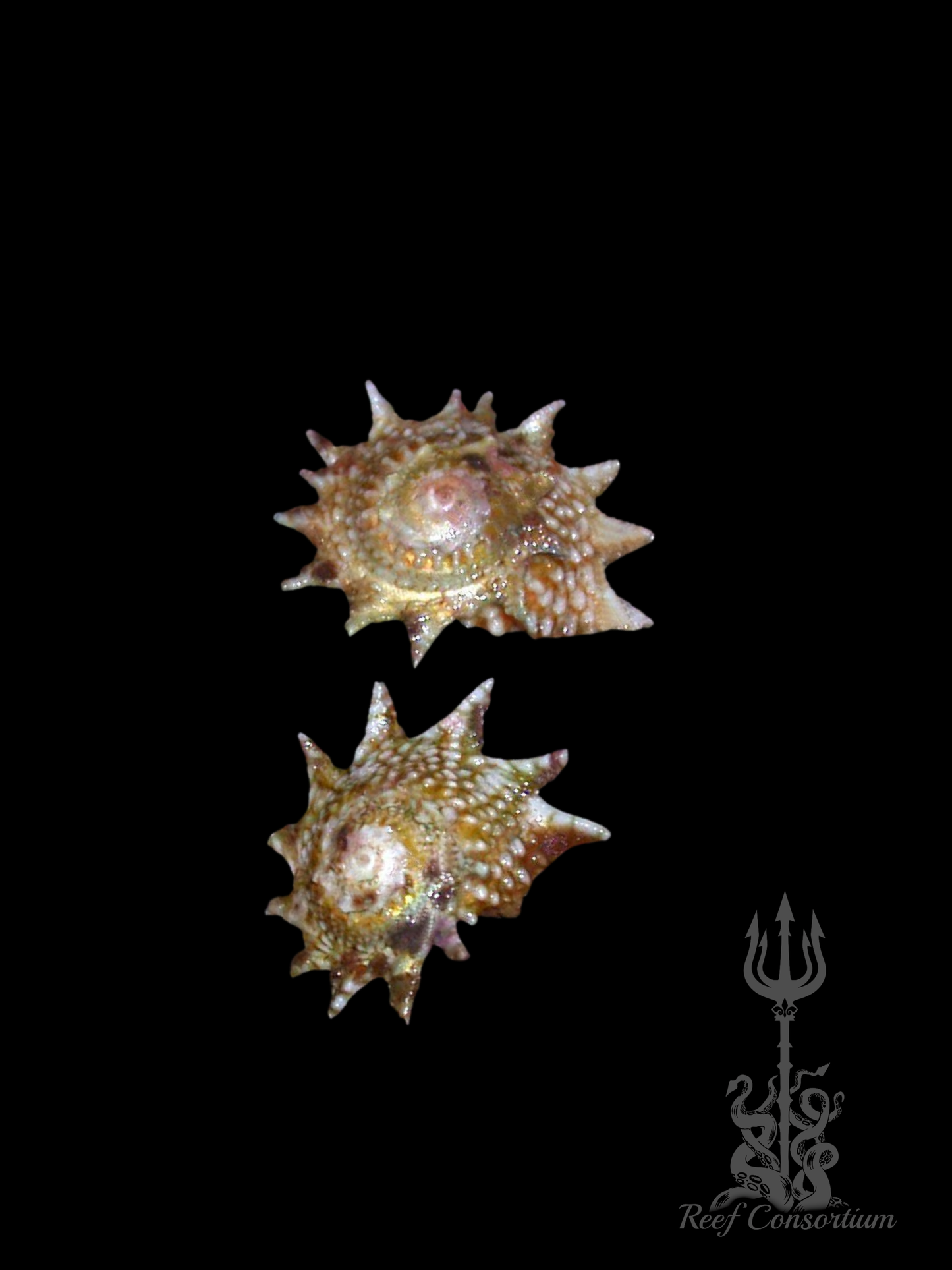Ninja Star Snail
