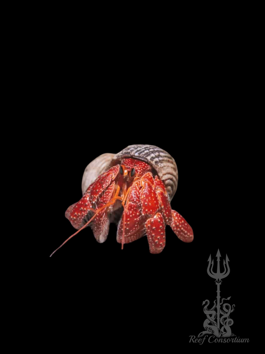 Strawberry Hermit Crab