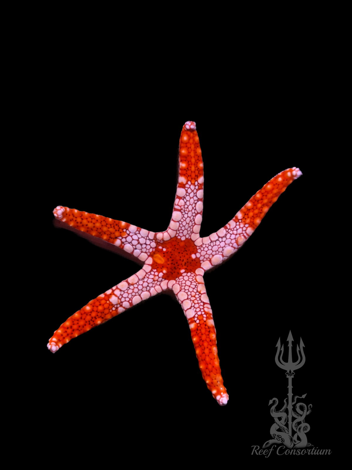 Tile Starfish