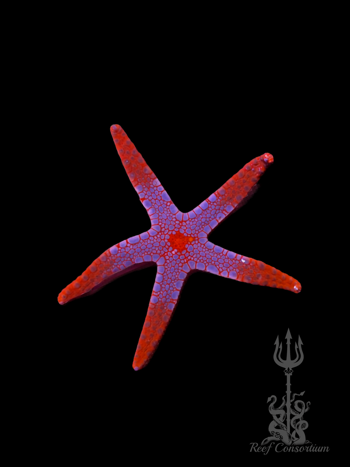 Tile Starfish