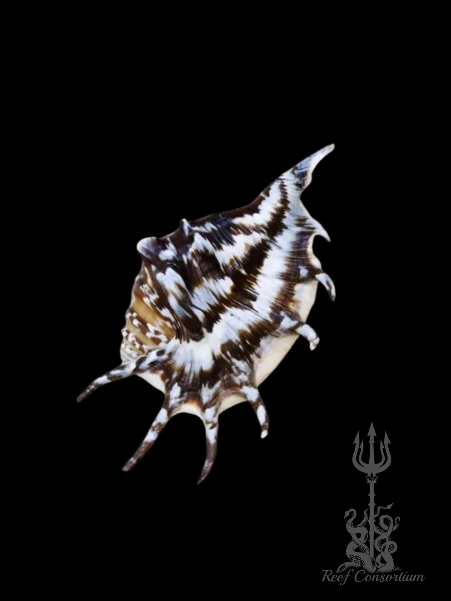 Crown Conch