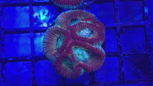 Rainbow Glitter Favia