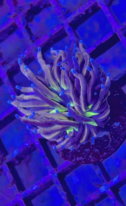 Variegated Tiger Knicks Torch